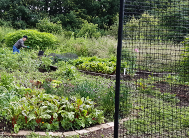 An open garden area sectioned with a black lattice fence